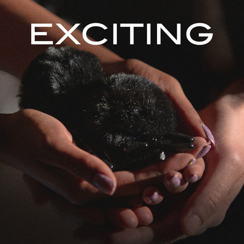 Noir Pom Adjustable Nipple Clamps Black Furry Nipple Clamps for Sensation Play > Bondage Gear > Nipple Clamps